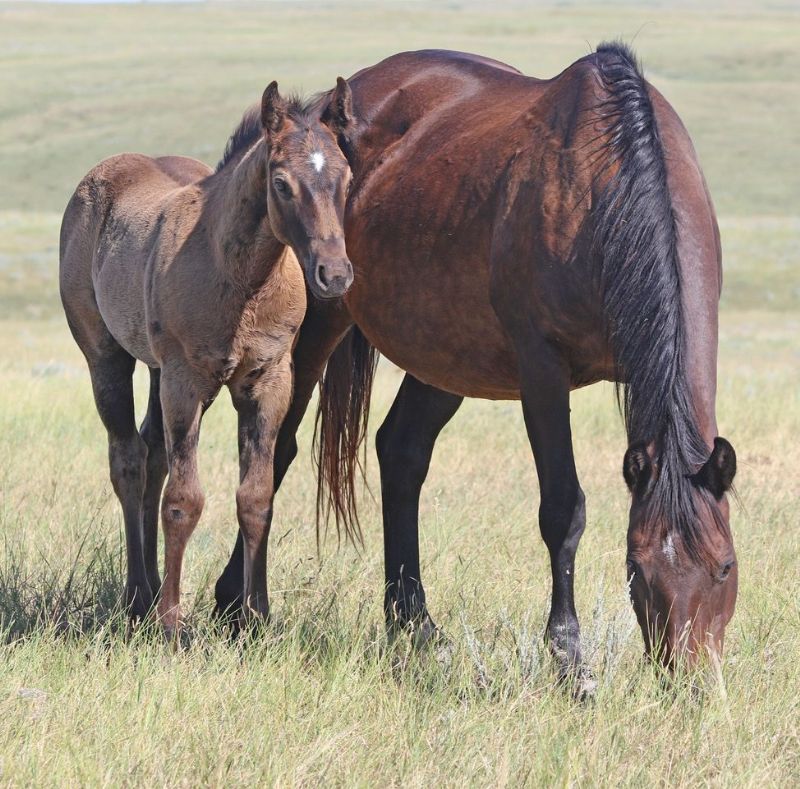 033 - Drift Frost colt